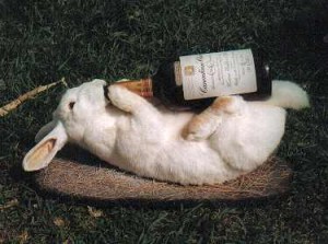 drunk-rabbit