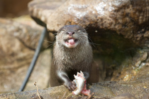 happy_otter_by_bloodstainedkid-d90hvrv